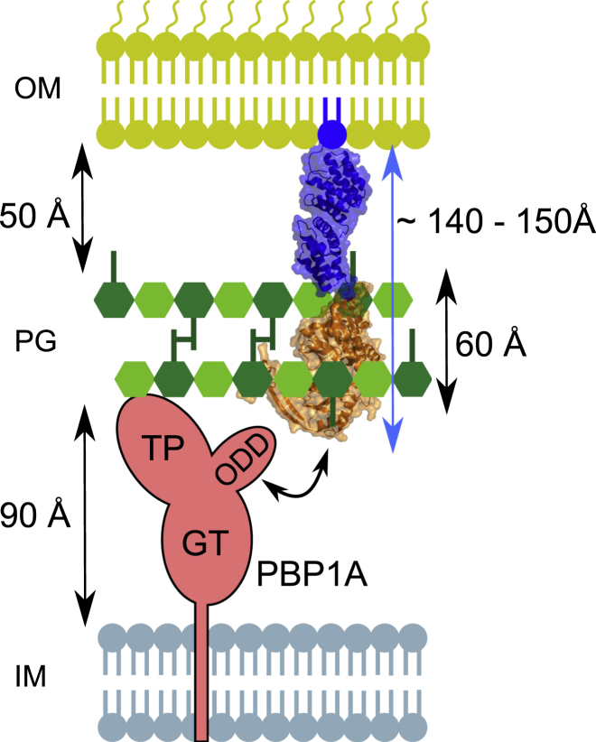 Figure 4