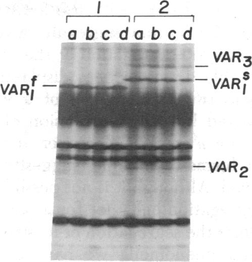 graphic file with name pnas00034-0111-b.jpg