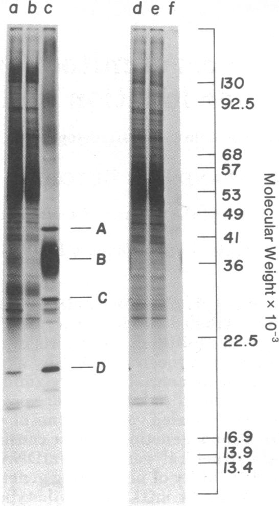 graphic file with name pnas00034-0110-a.jpg