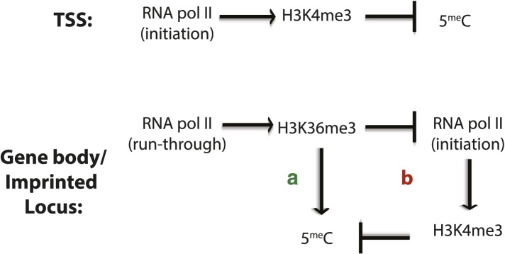 Figure 7—figure supplement 1.