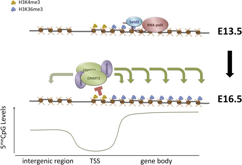 Figure 7.