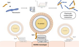 graphic file with name FSB2-39-e70679-g003.jpg