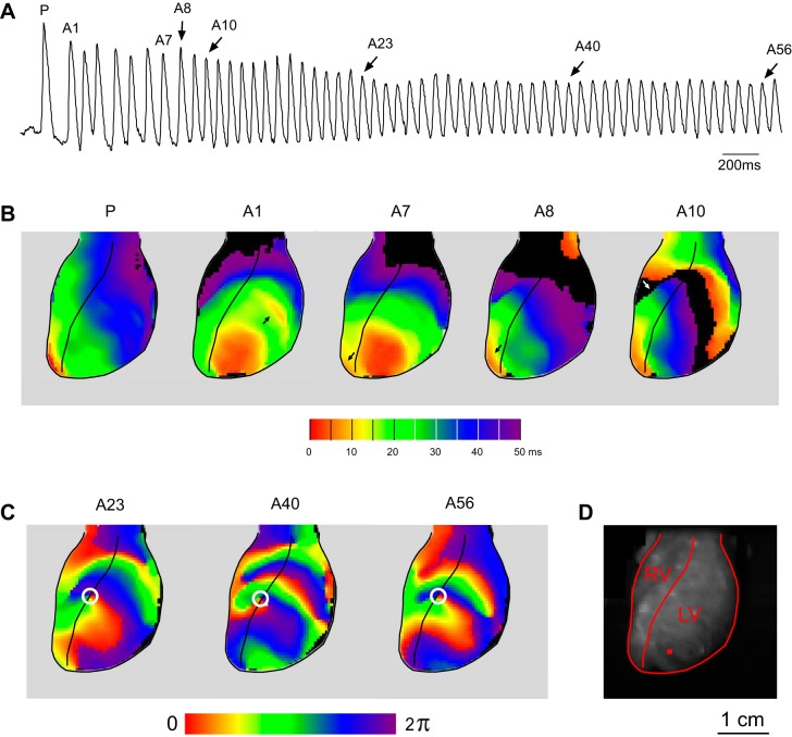 Fig. 8.