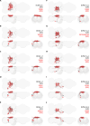 Figure 18—figure supplement 17–20: