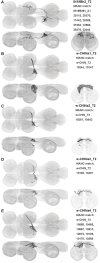 Figure 17—figure supplement 8: