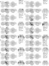 Figure 16—figure supplement 2: