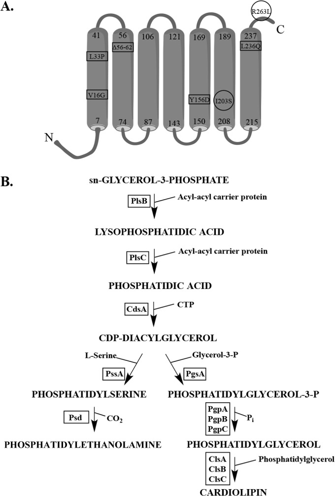 FIG 1