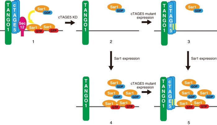 FIGURE 4: