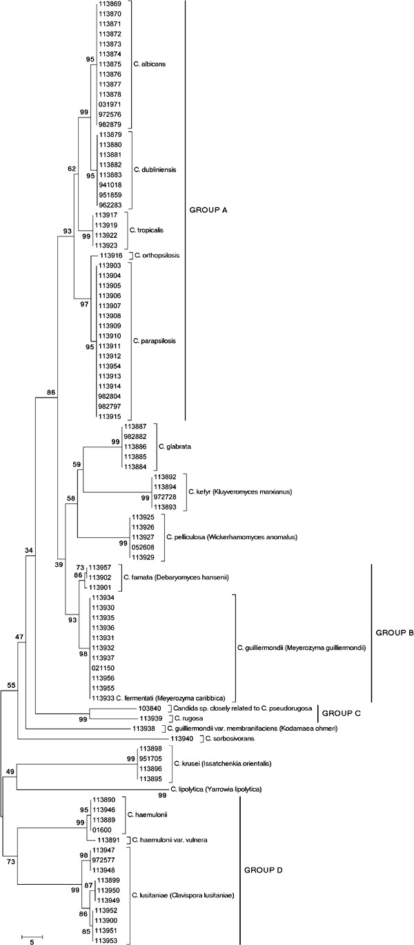 Neighbour joining tree based on the internal transcribed space regions sequences showing the phylogenetic relationship among Candida species and isolates. Bootstrap percentages from 2,000 replicates are shown in each node. Scale bar indicates number of differences. The teleomorph name correspondent to each anamorph Candida species is included between brackets.