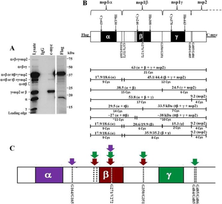 FIG 2