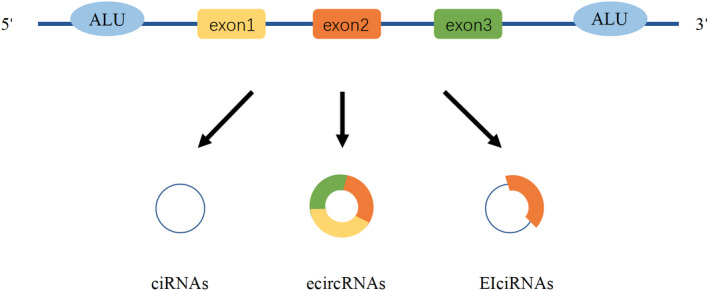 FIGURE 1