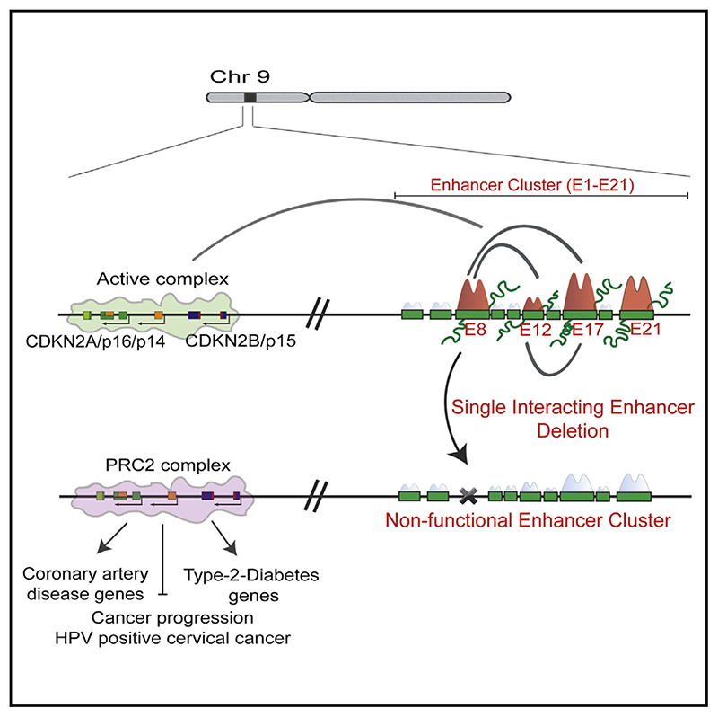 Graphical abstract