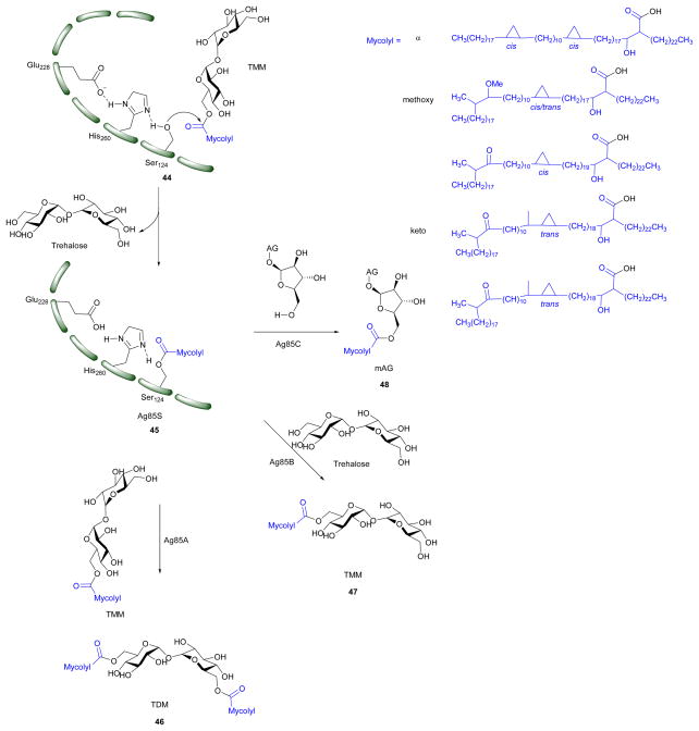 Scheme 5