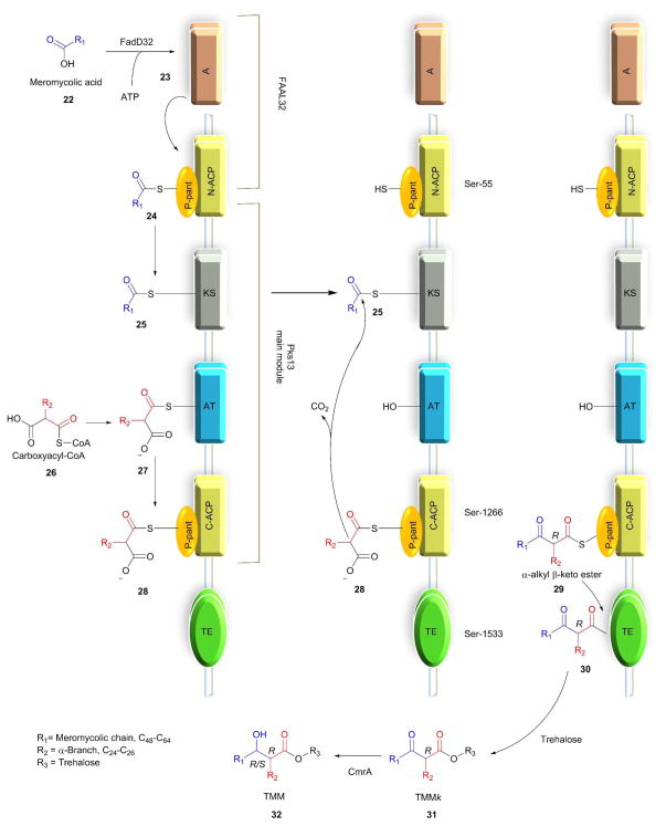 Scheme 4