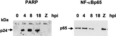 FIG. 8