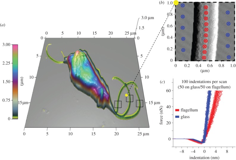 Figure 4.