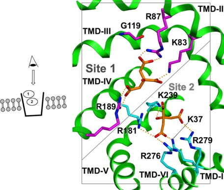 FIGURE 1.