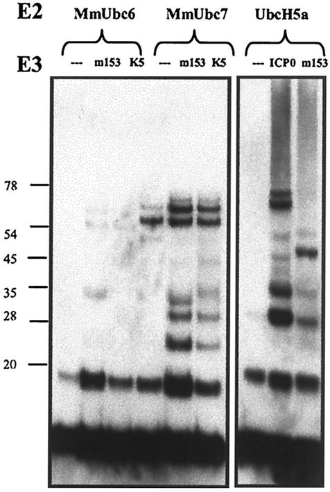 FIG. 9.