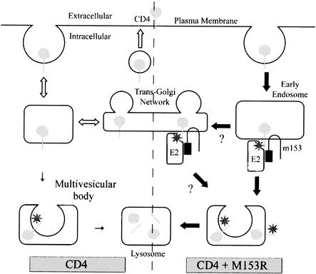 FIG. 11.