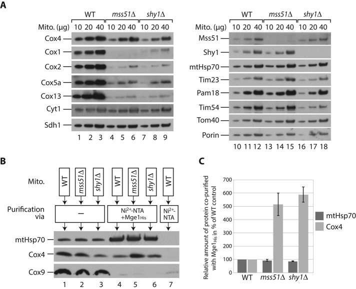 FIGURE 3: