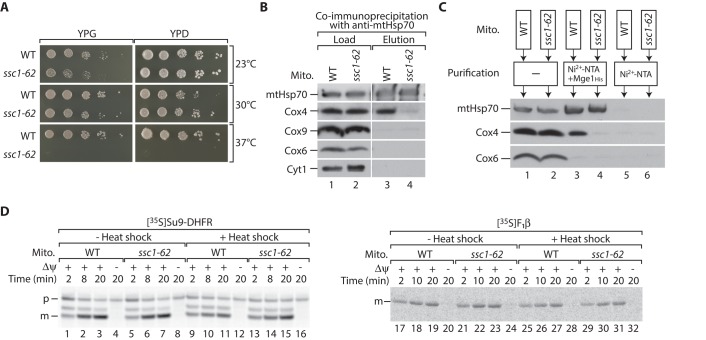 FIGURE 4: