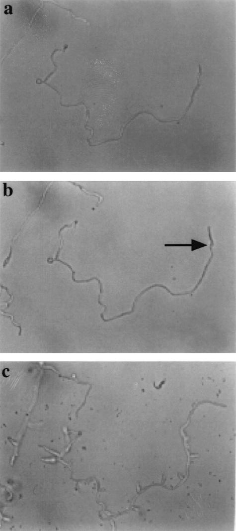 FIG. 12.