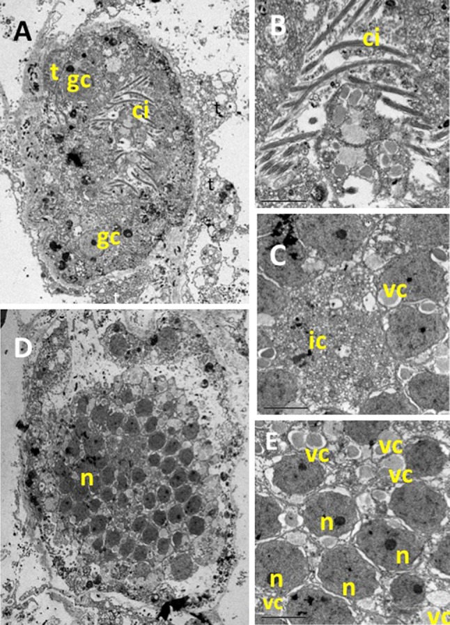 Fig. 7