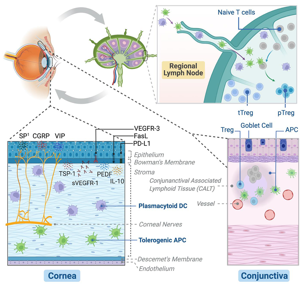 Immune Regulation Of The Ocular Surface Pmc 2888