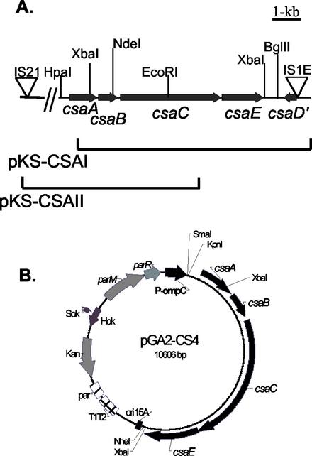 FIG. 1.