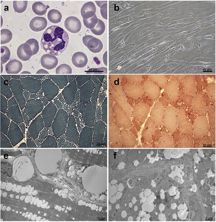 Fig. 2