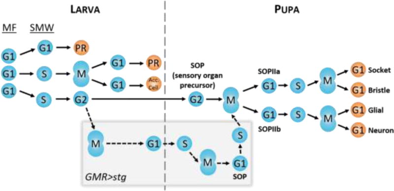 Fig. 5