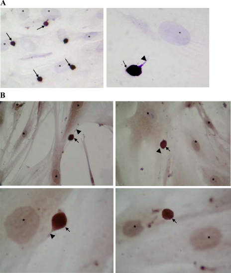 Fig. 10.