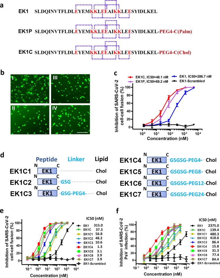 Inhibition of SARSCoV2 (previously 2019nCoV) infection by a highly