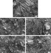 Fig. 5
