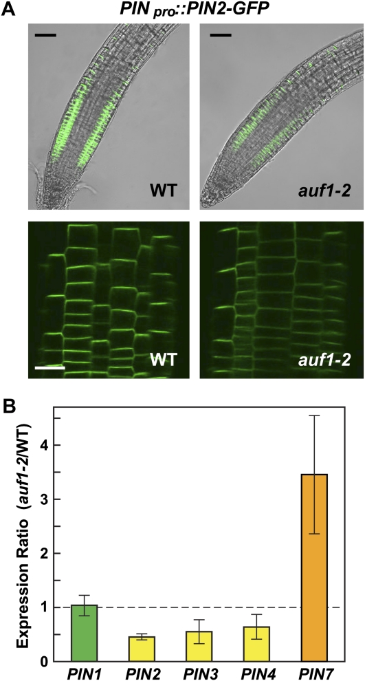 Figure 5.