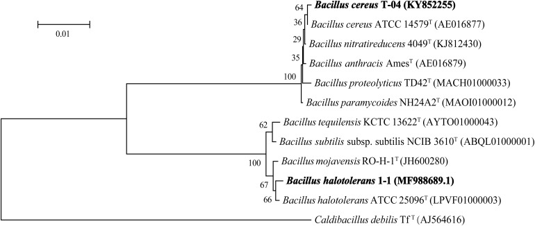 FIGURE 1