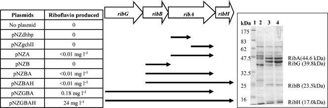 FIG. 2.