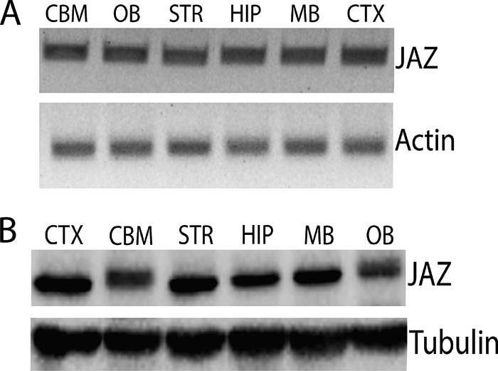 FIGURE 1.