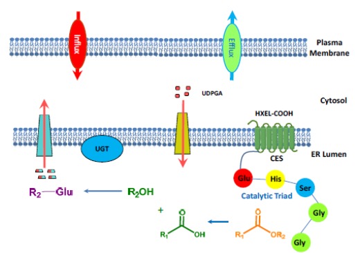 Fig. (2)