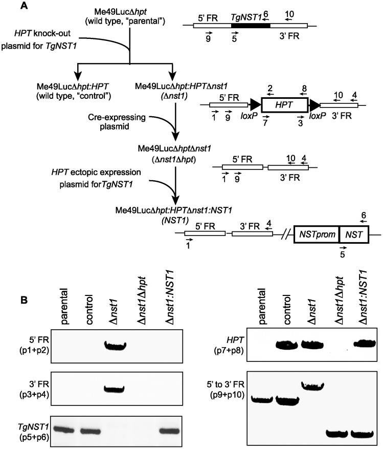 Figure 2