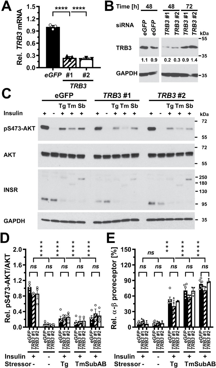 FIGURE 13: