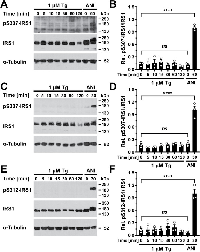 FIGURE 5: