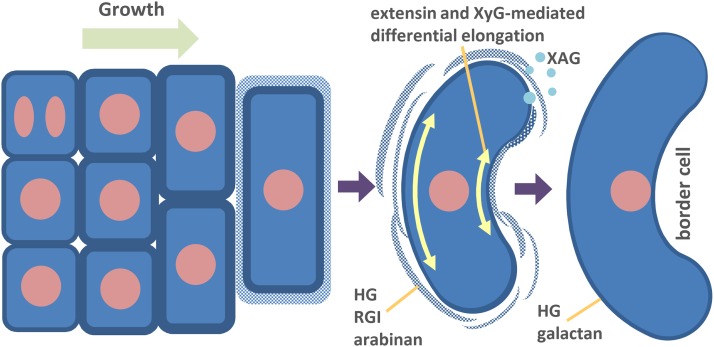 Figure 11.