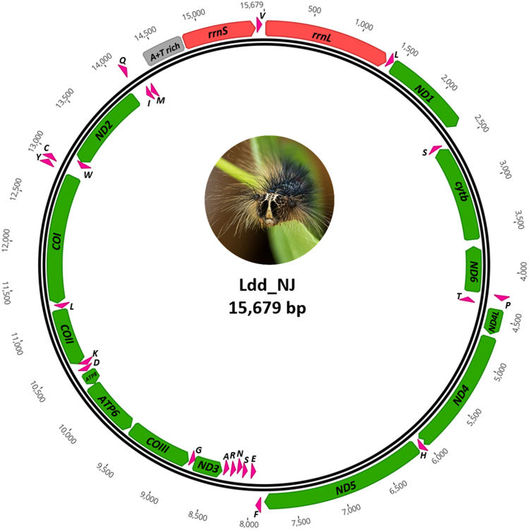 Figure 2