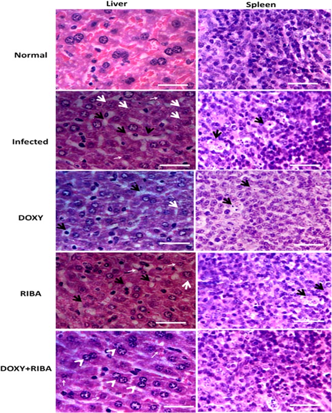 Fig 6