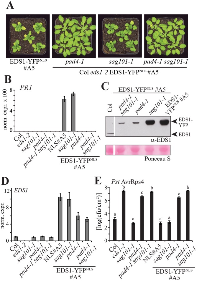 Fig 4