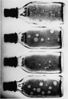 366-3