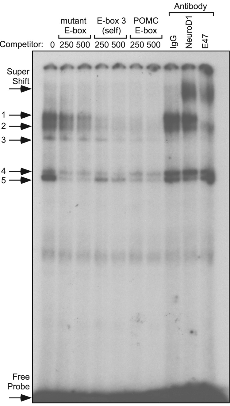 Fig.5