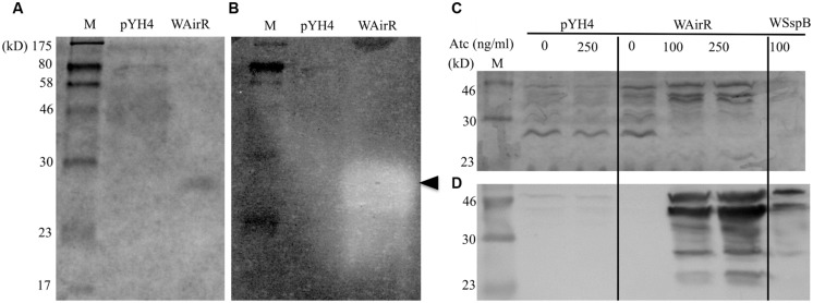 FIGURE 3