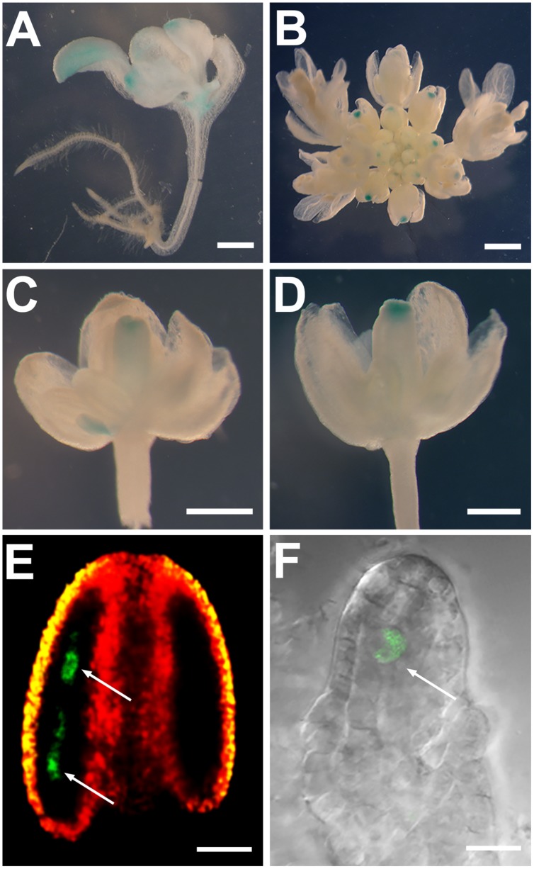 FIGURE 3